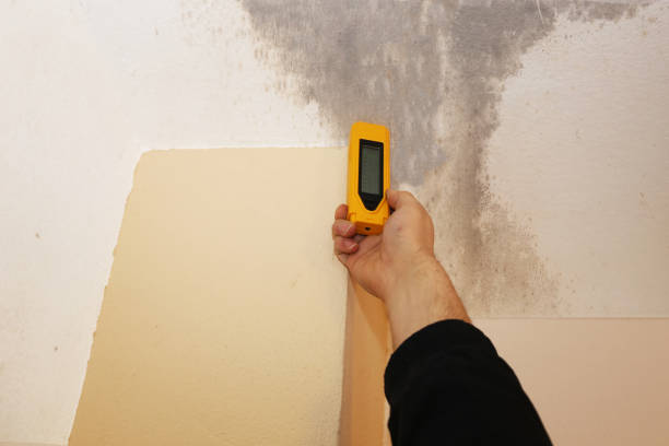 Best Environmental Consulting for Mold Prevention  in Kountze, TX