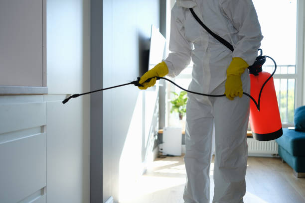 Professional Mold Removal in Kountze, TX