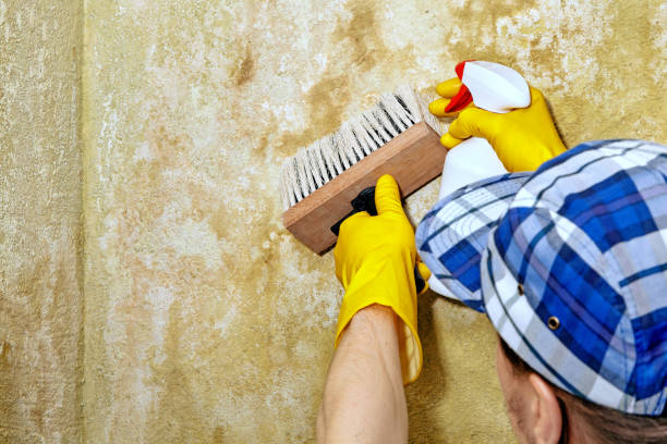Dehumidification Services in Kountze, TX